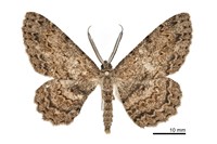 藏品(臺灣褐尺蛾)的圖片